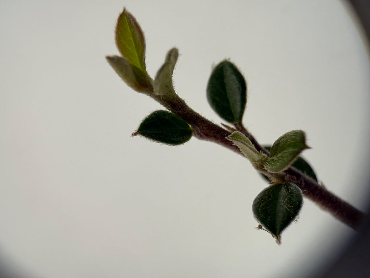 Cotoneaster integrifolius – Bonsai Starter – 100mm