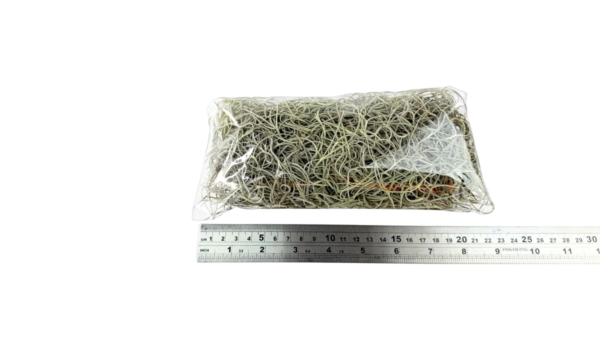 Old Man's Beard – Tillandsia usneoides - 50g Pack