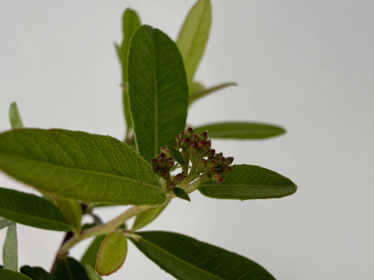 Pyracantha fortuneana – Bonsai Starter – 100mm