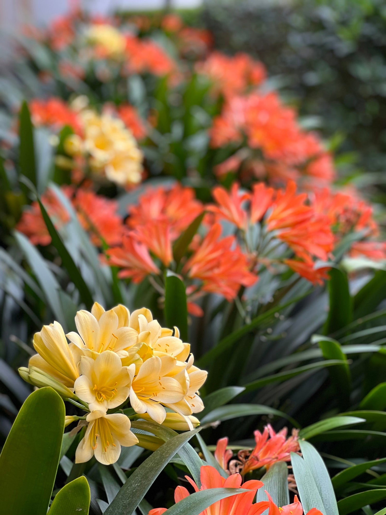 Clivias