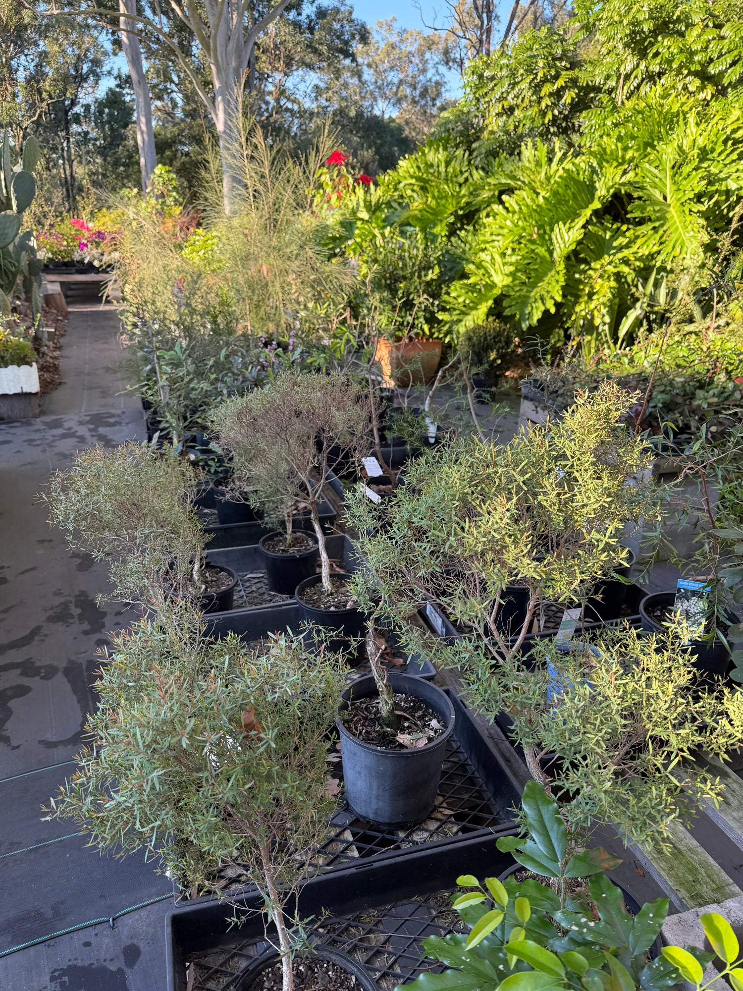 Native Trees