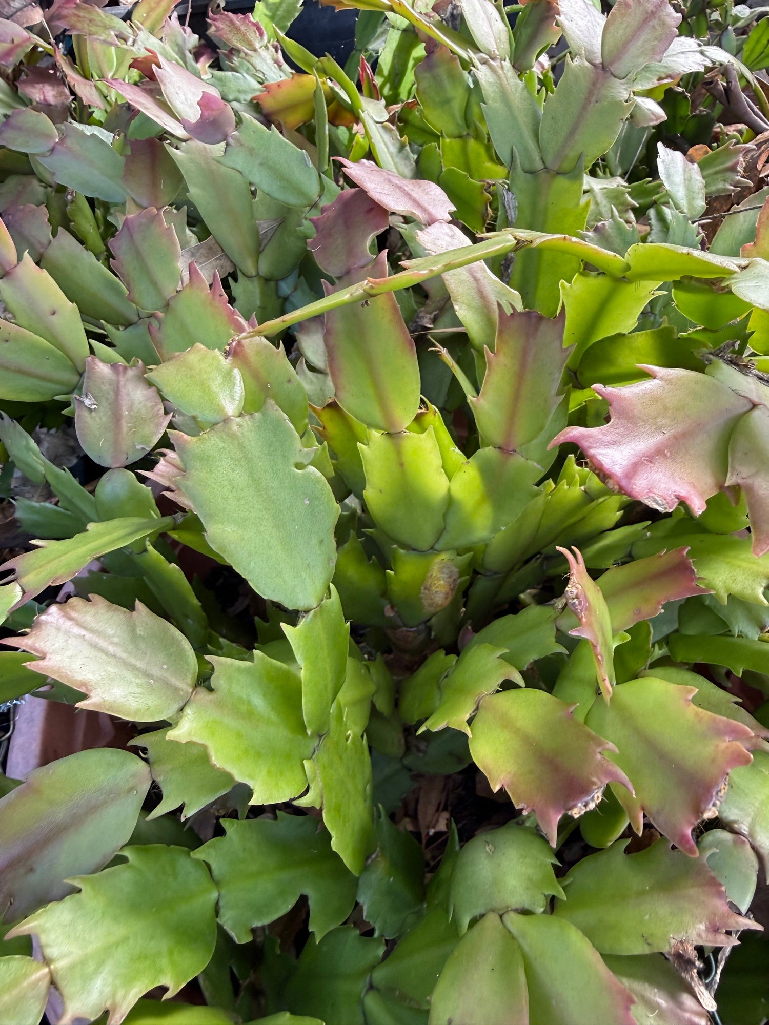 Cactus