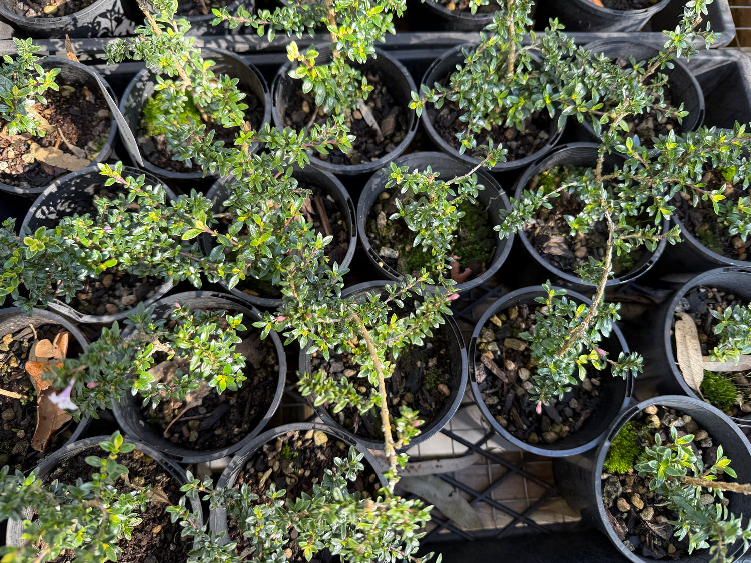 Bonsai Starter Plants & Pre-Bonsai