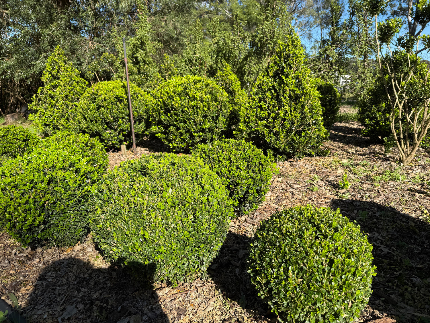 Topiary