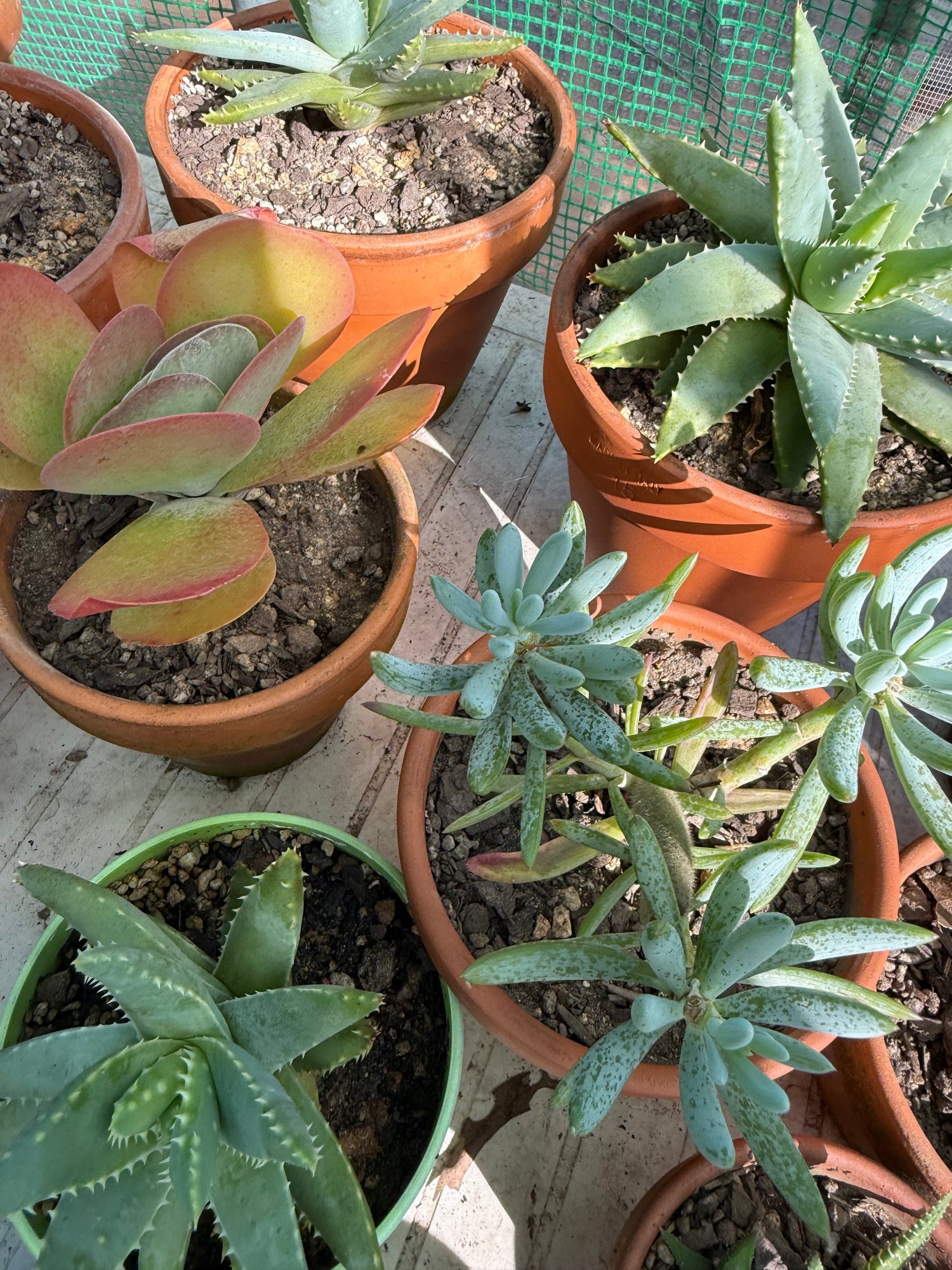Succulents