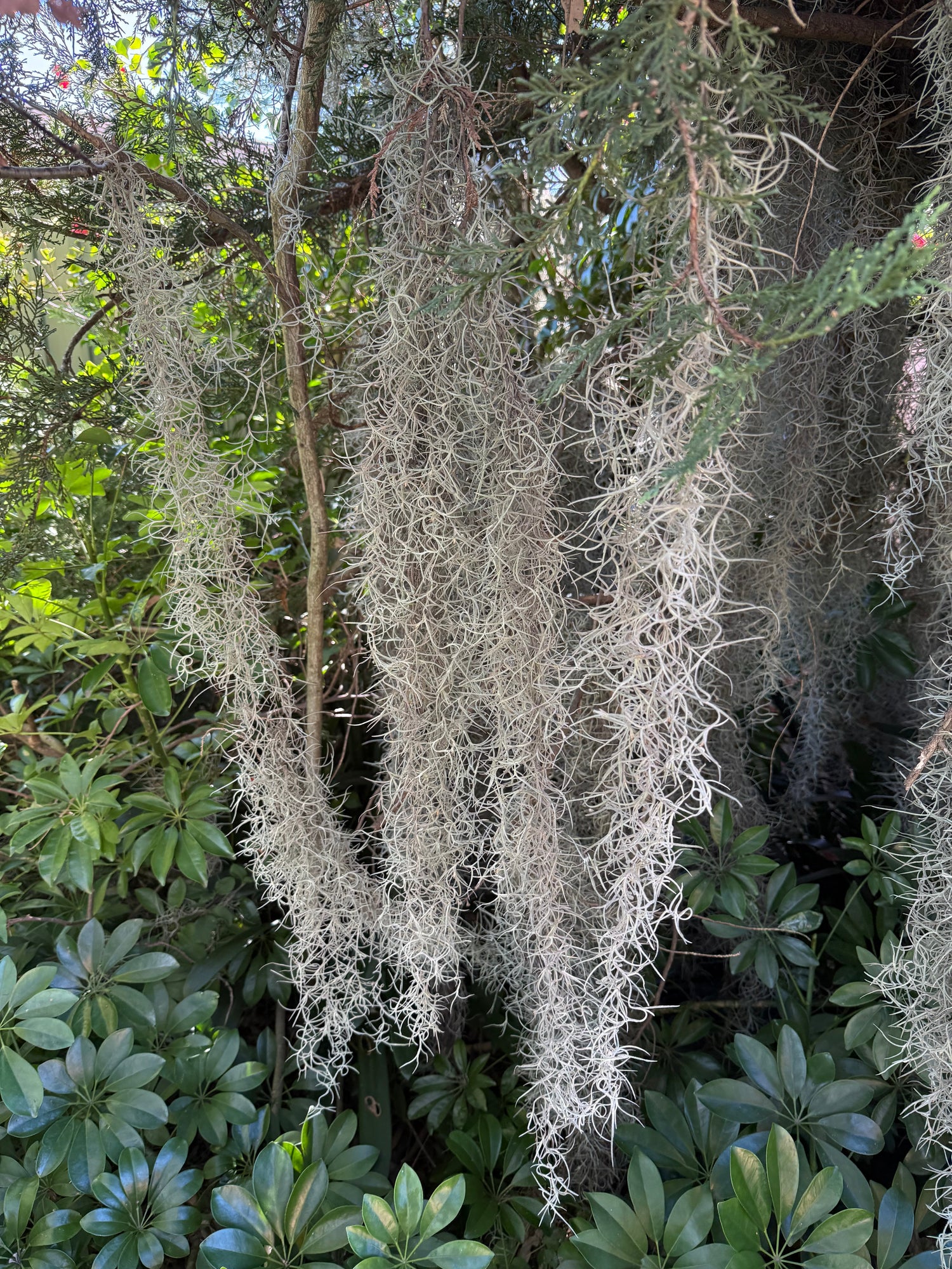 Air plants