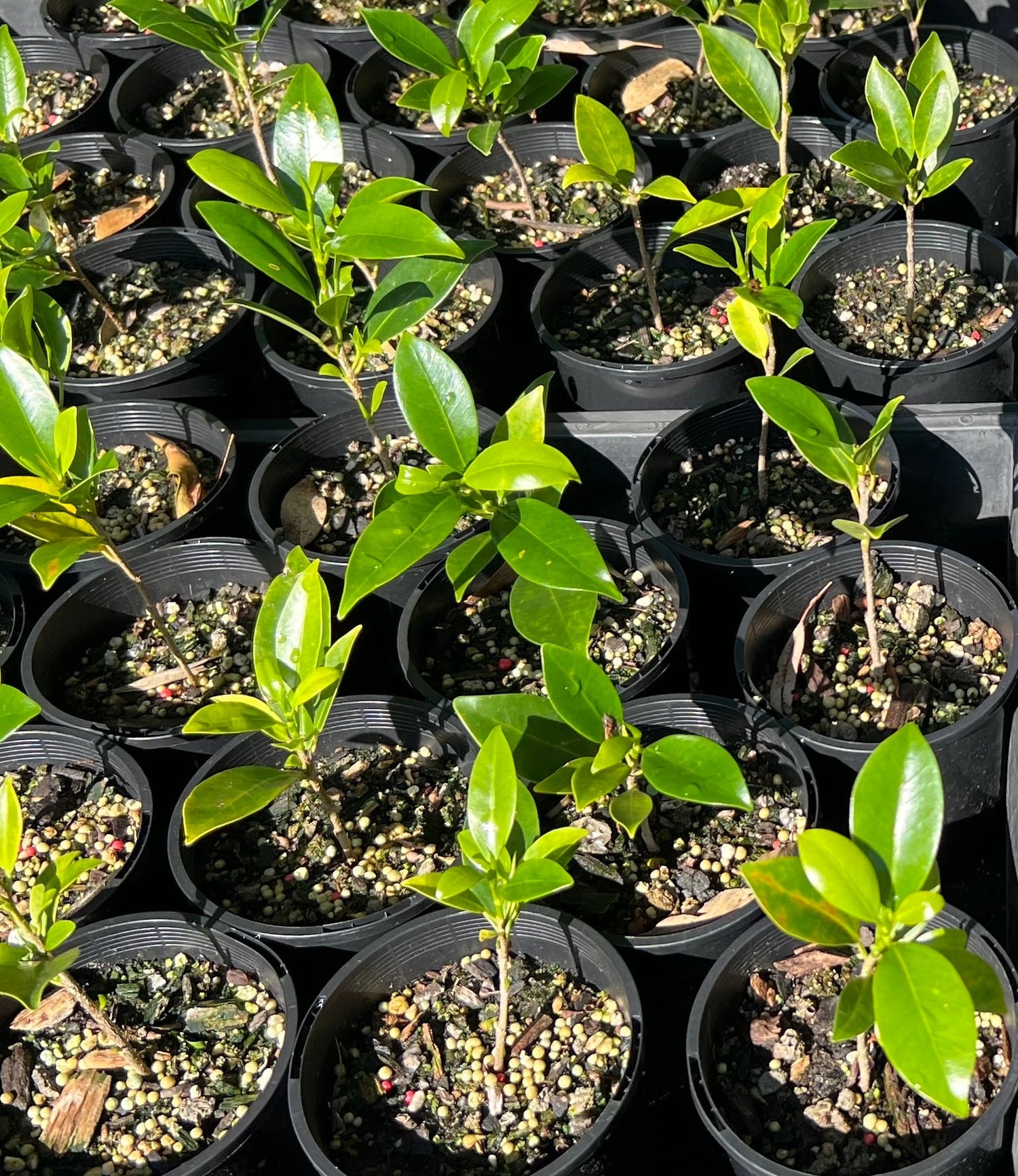 Ficus