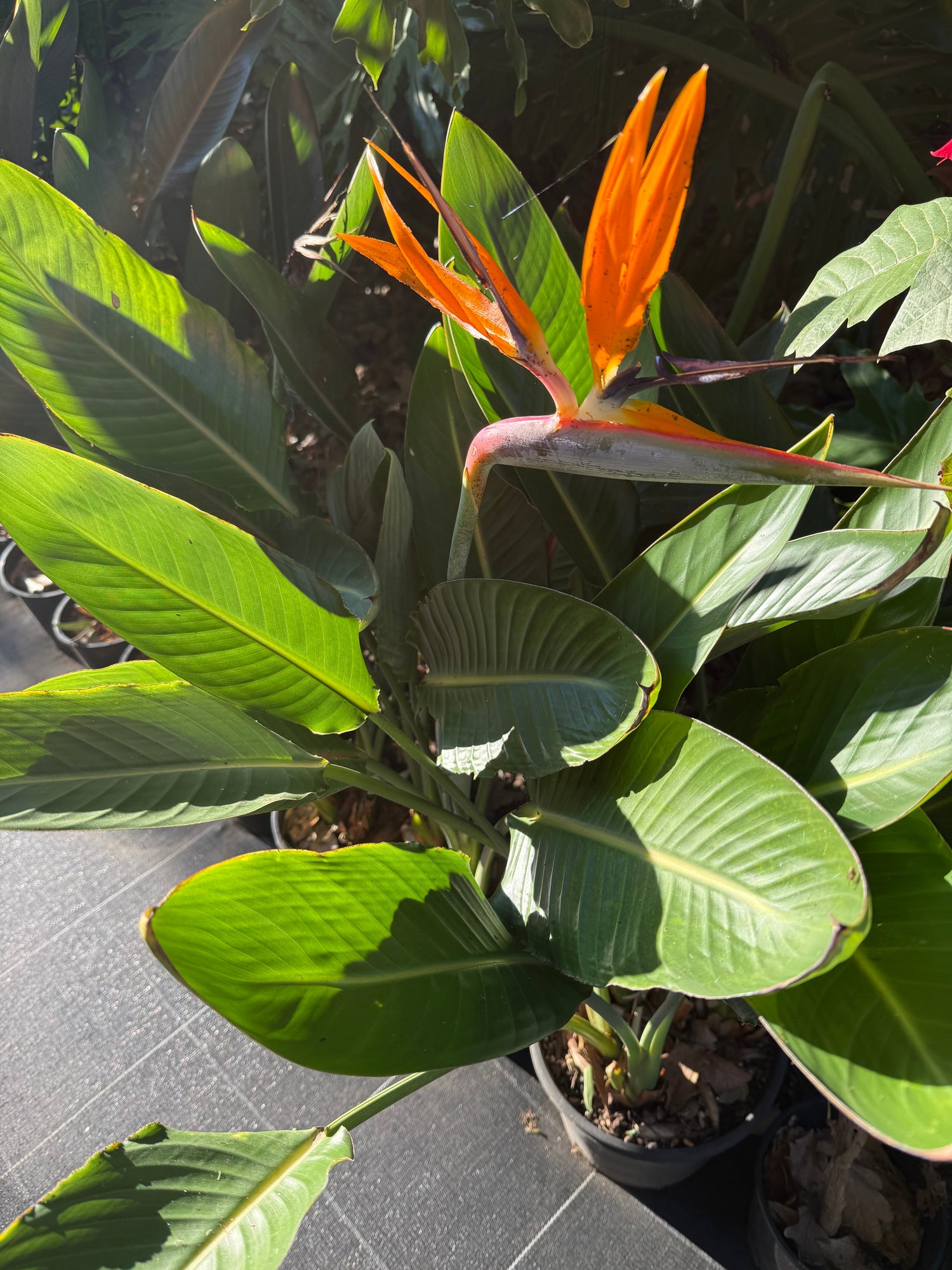 Evergreen Plants