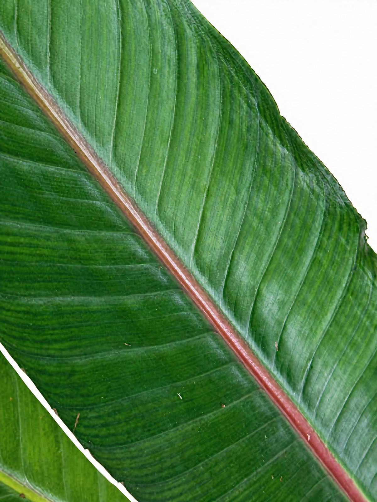 Bird of Paradise – Strelitzia reginae - 200mm