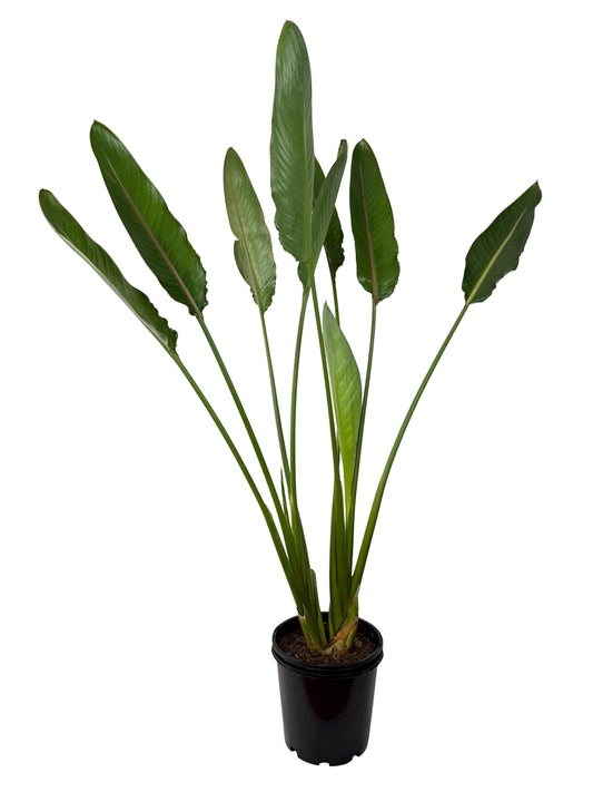 Bird of Paradise – Strelitzia reginae - 200mm