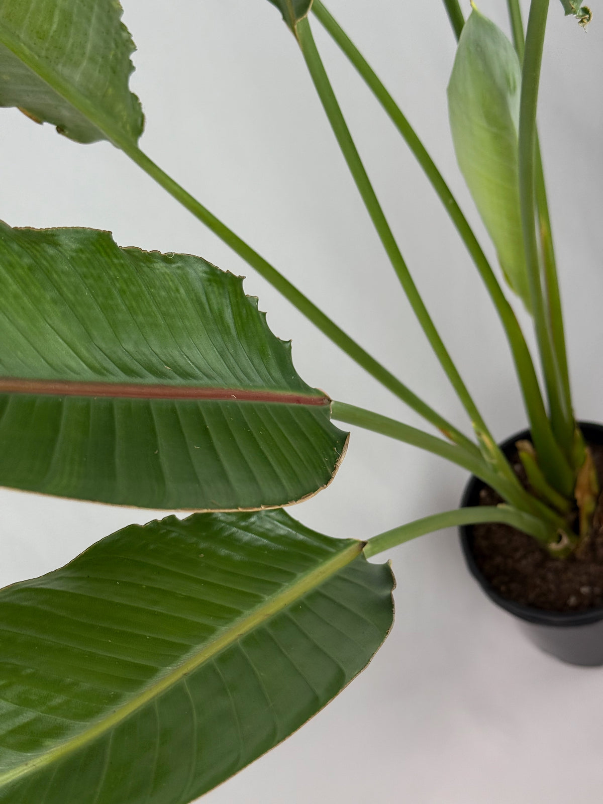 Bird of Paradise – Strelitzia reginae - 200mm