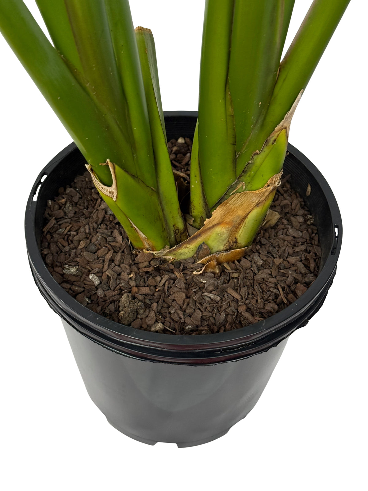 Bird of Paradise – Strelitzia reginae - 200mm
