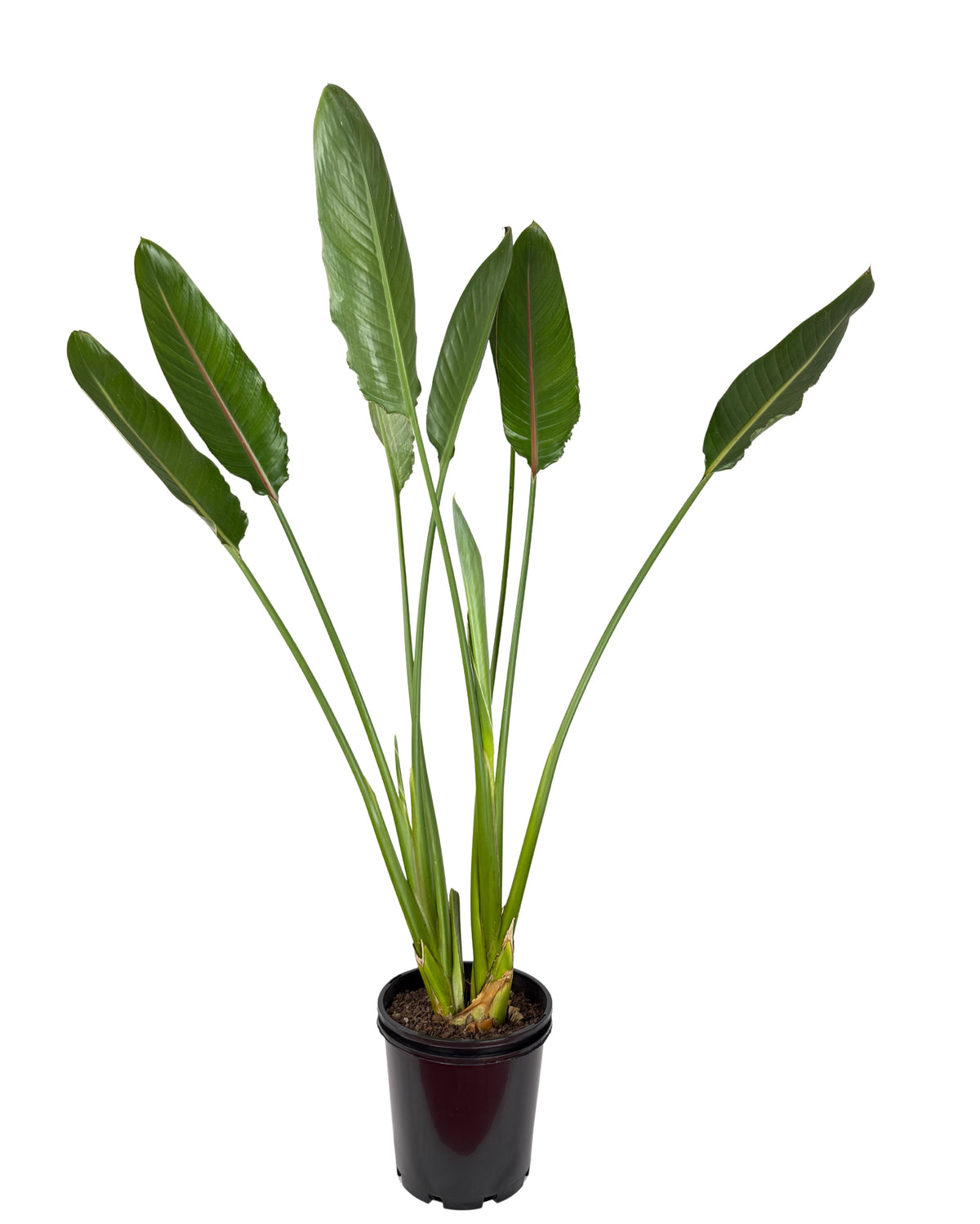Bird of Paradise – Strelitzia reginae - 200mm