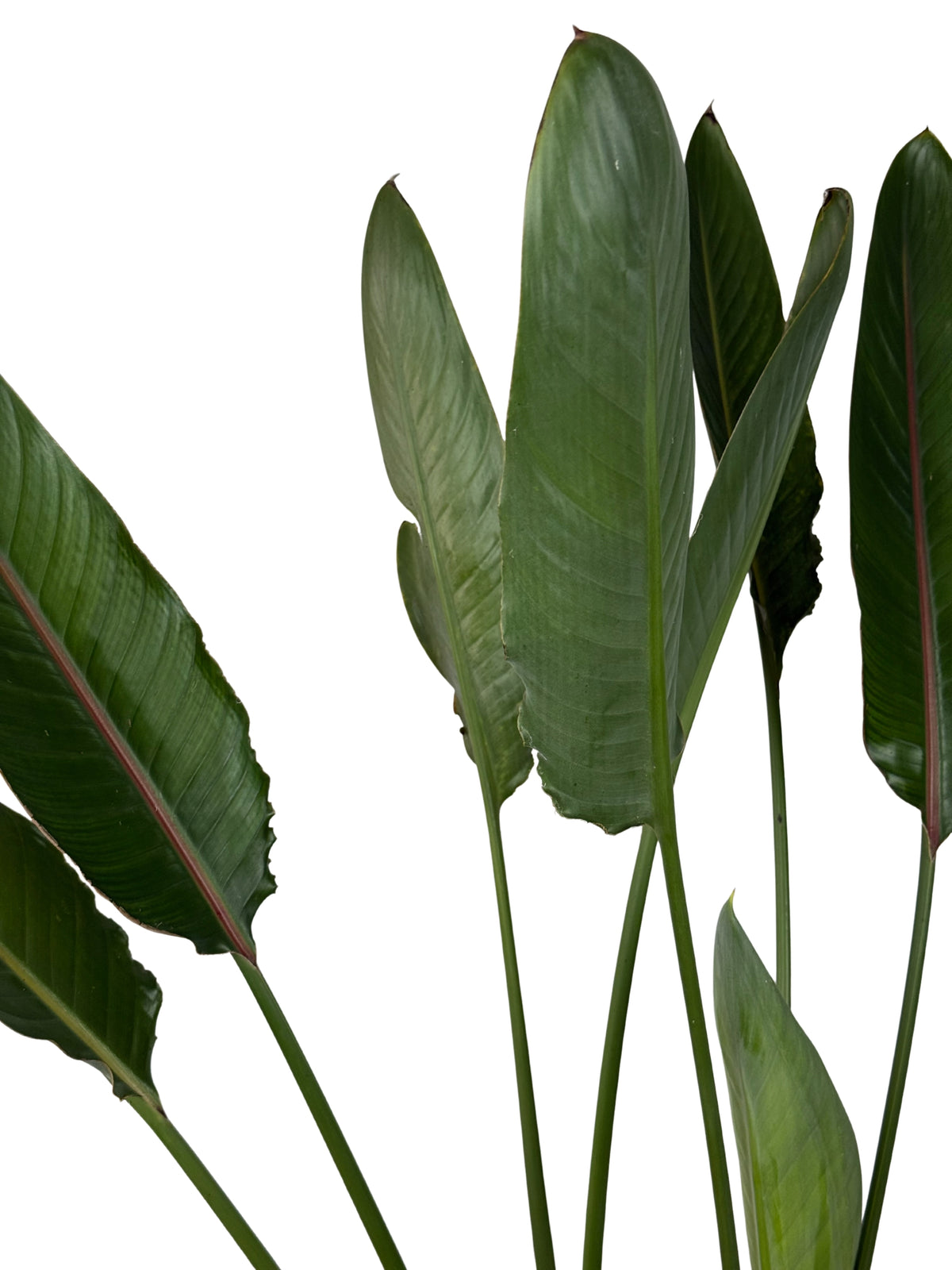 Bird of Paradise – Strelitzia reginae - 200mm