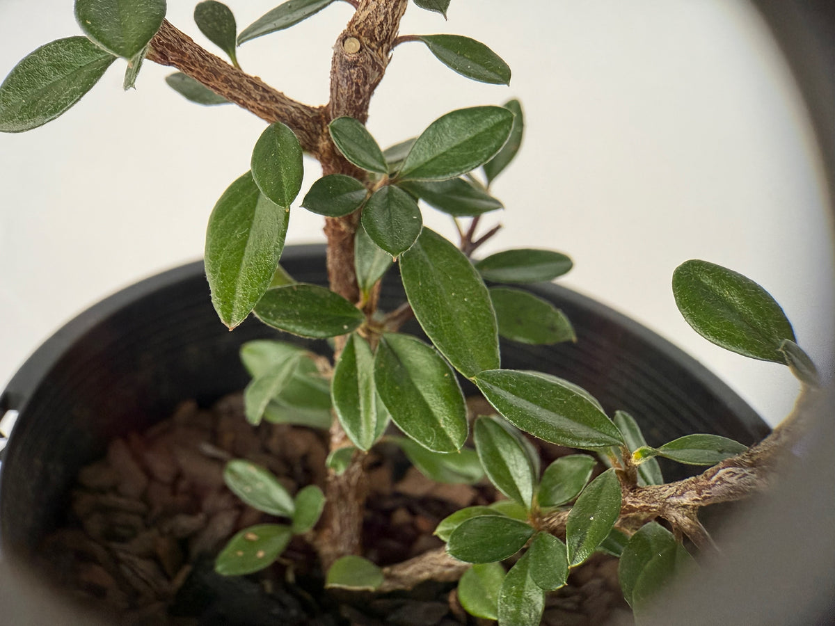 Cotoneaster integrifolius – Bonsai Starter – 100mm