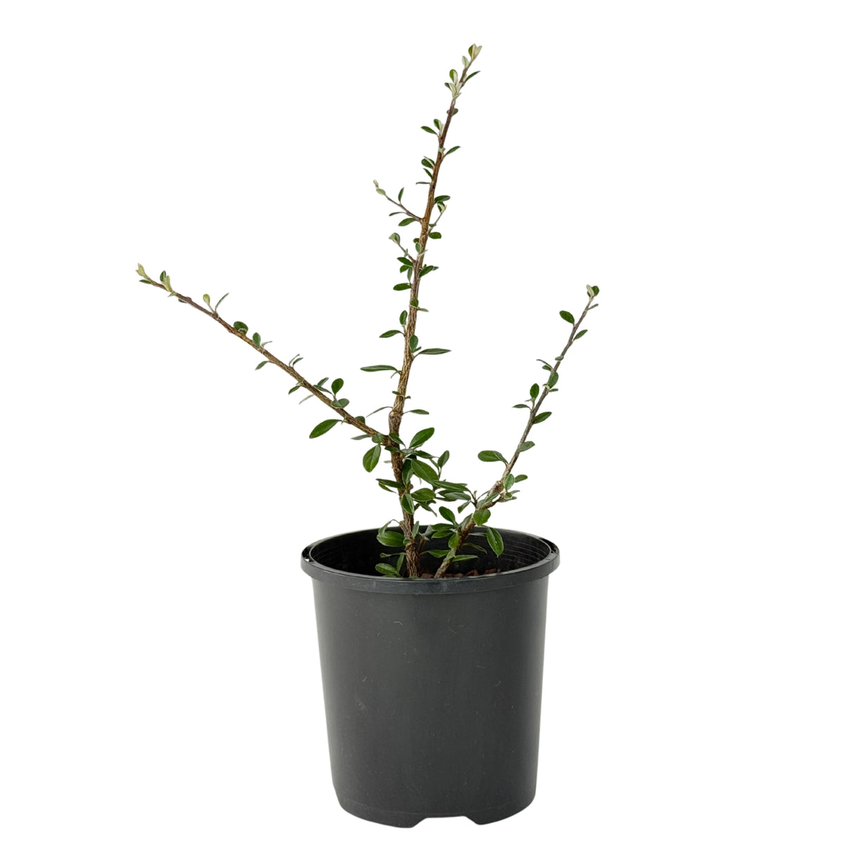 Cotoneaster integrifolius – Bonsai Starter – 100mm
