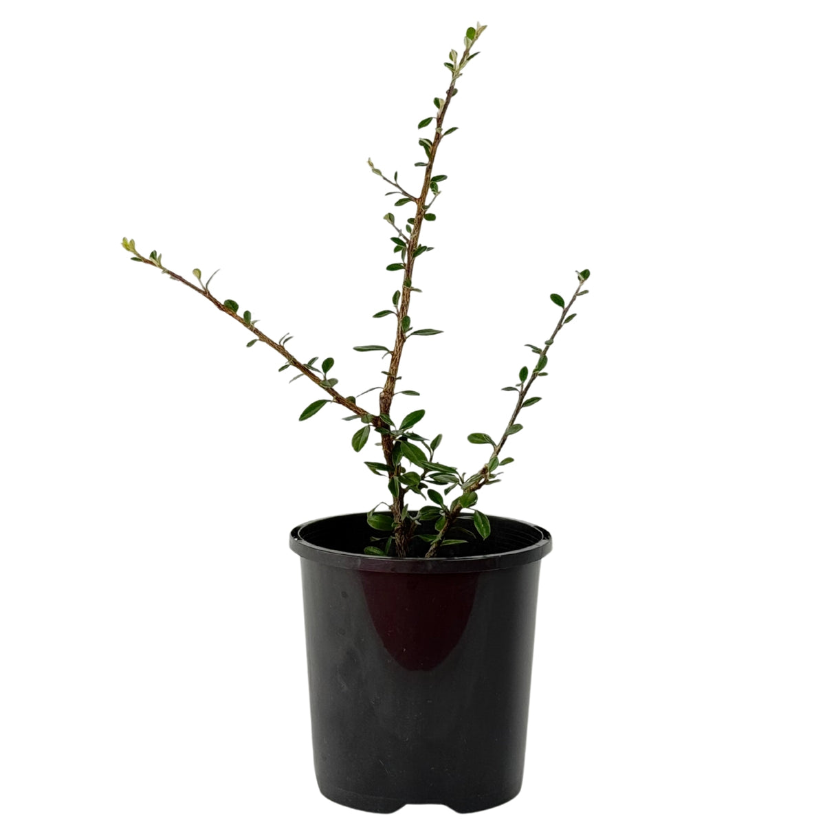 Cotoneaster integrifolius – Bonsai Starter – 100mm