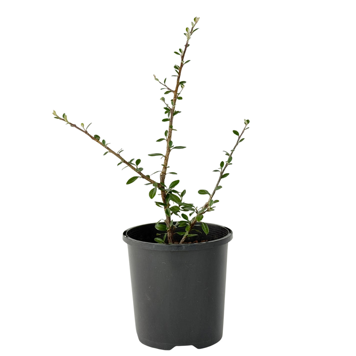 Cotoneaster integrifolius – Bonsai Starter – 100mm