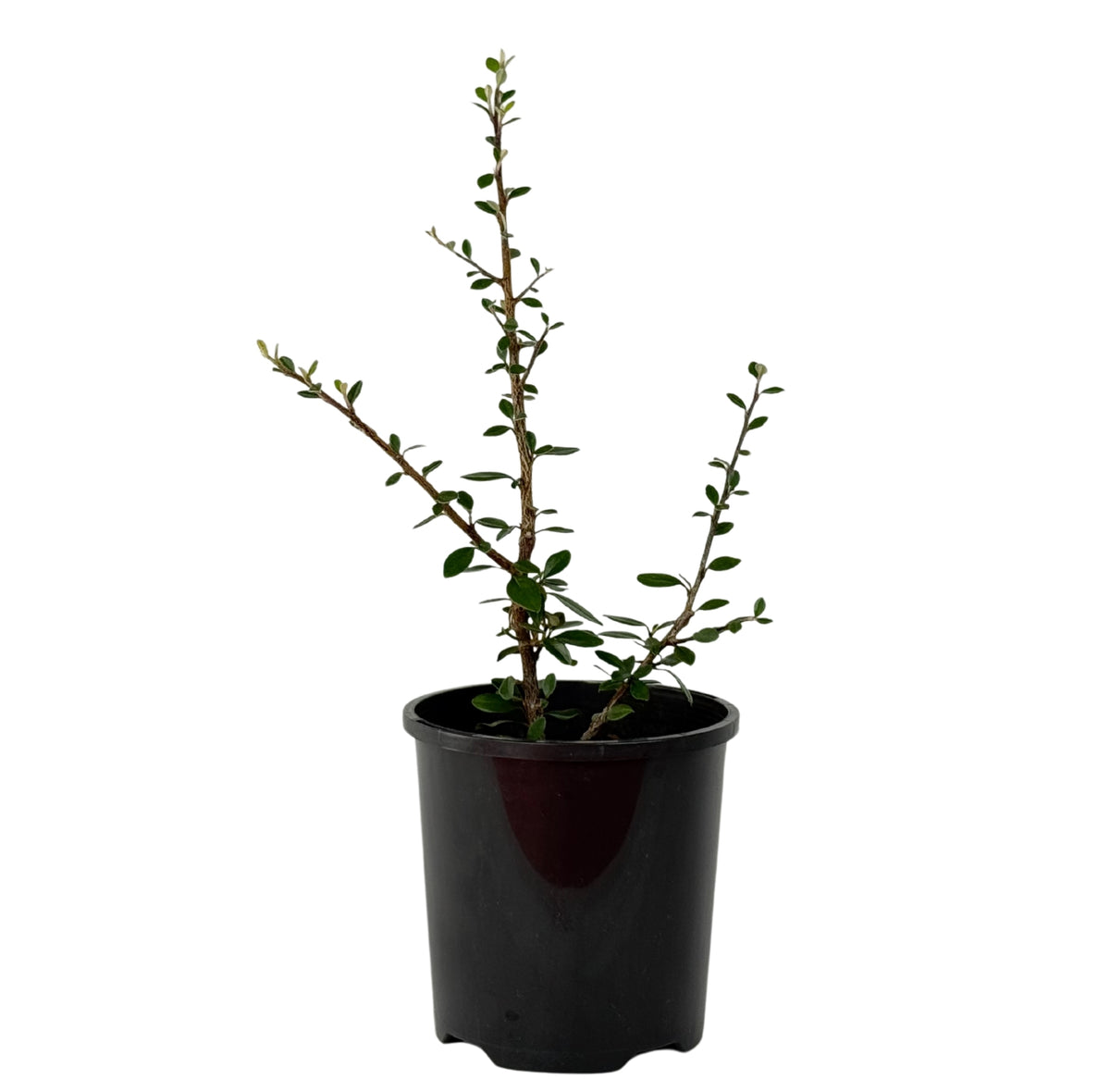 Cotoneaster integrifolius – Bonsai Starter – 100mm