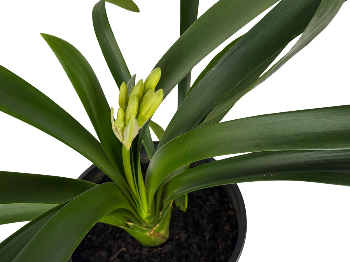 Orange Clivia – Clivia miniata - 200mm