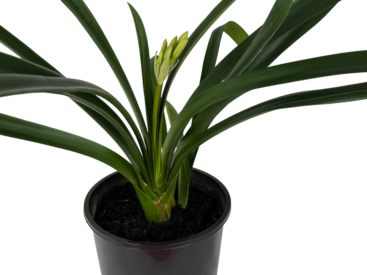Orange Clivia – Clivia miniata - 200mm