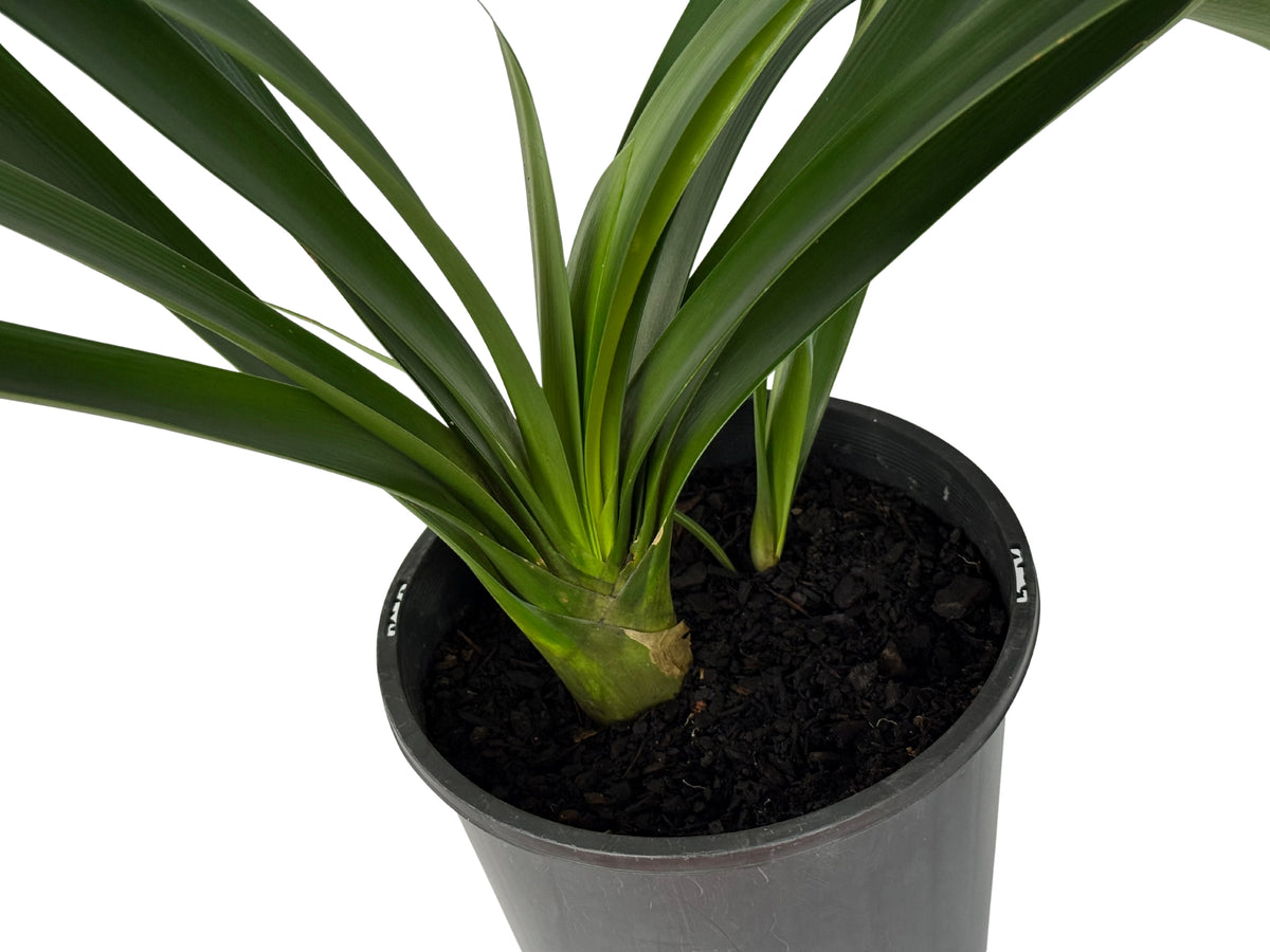 Orange Clivia – Clivia miniata - 200mm