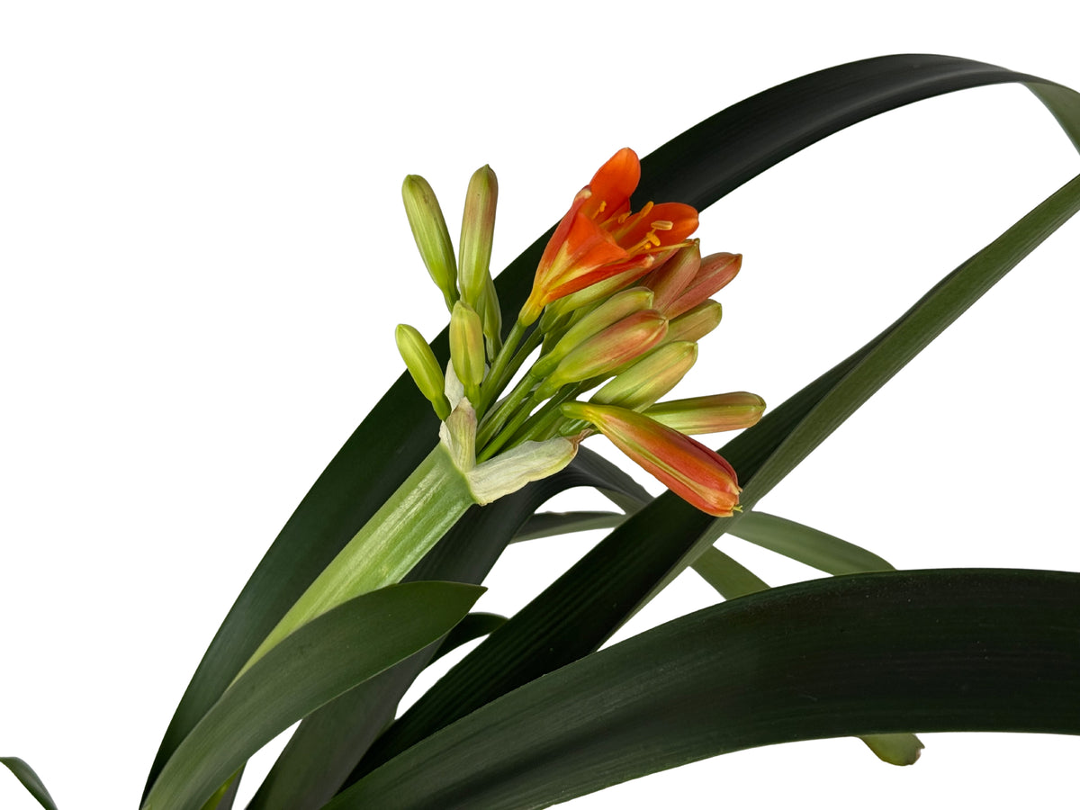 Orange Clivia – Clivia miniata - 200mm