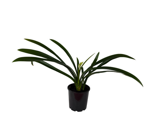 Orange Clivia – Clivia miniata - 200mm