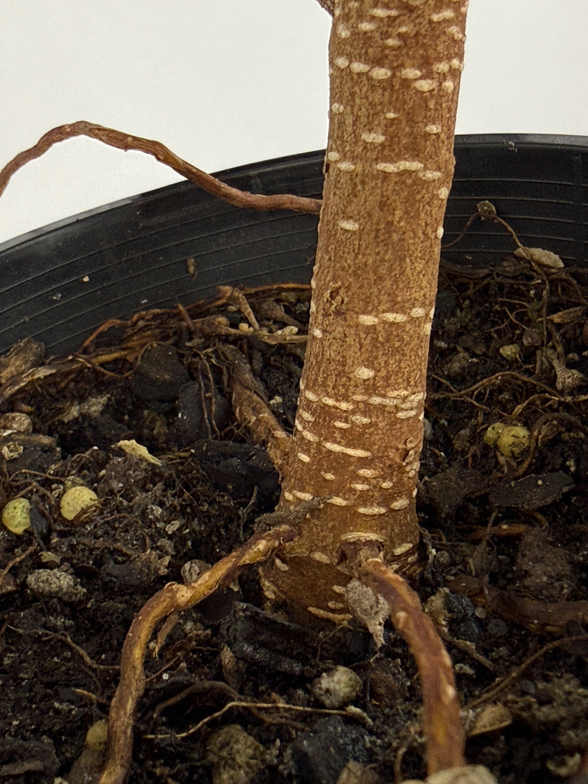 Emerald Ficus – Bonsai Starter – 100mm