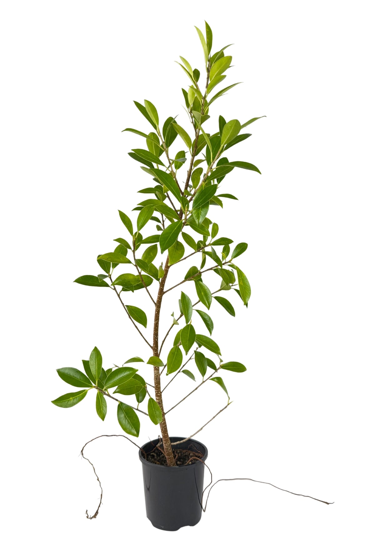 Emerald Ficus – Bonsai Starter – 100mm
