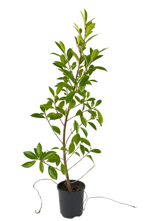 Emerald Ficus – Bonsai Starter – 100mm