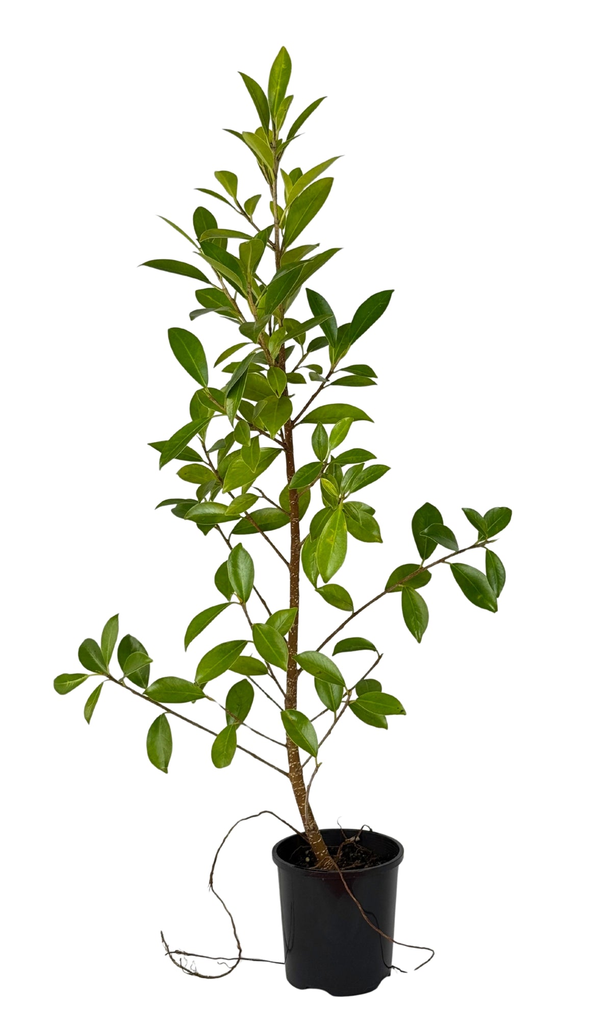 Emerald Ficus – Bonsai Starter – 100mm