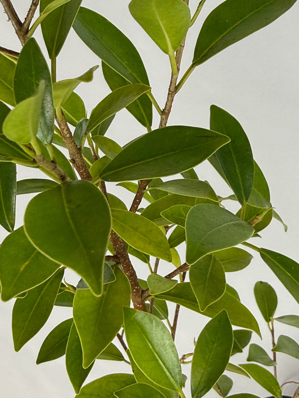 Emerald Ficus – Bonsai Starter – 100mm