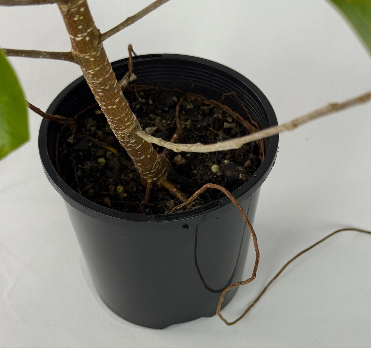 Emerald Ficus – Bonsai Starter – 100mm