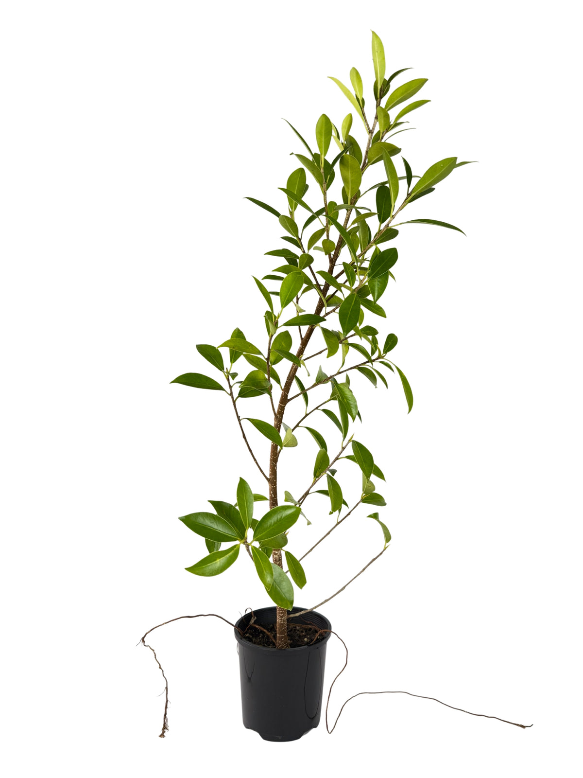 Emerald Ficus – Bonsai Starter – 100mm