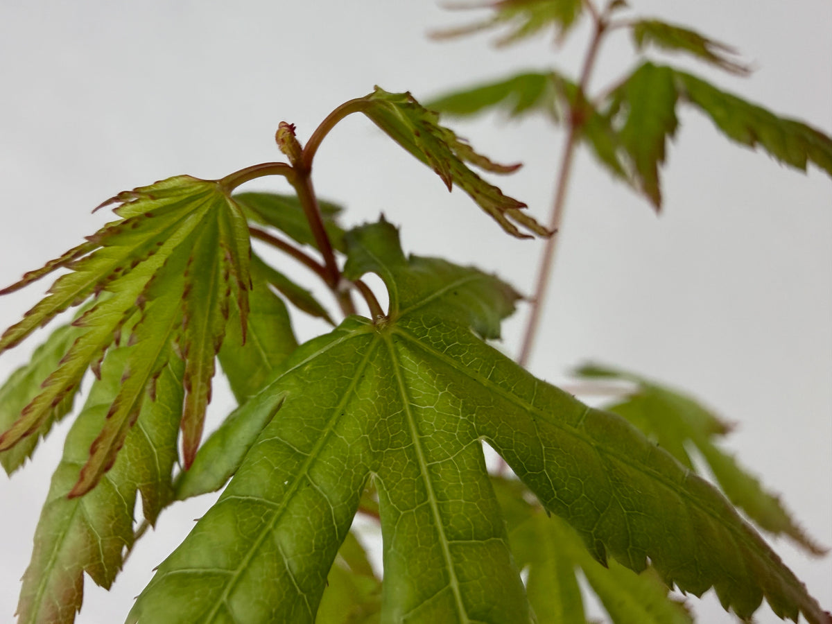 Japanese Maple – Bonsai Starter – 120mm