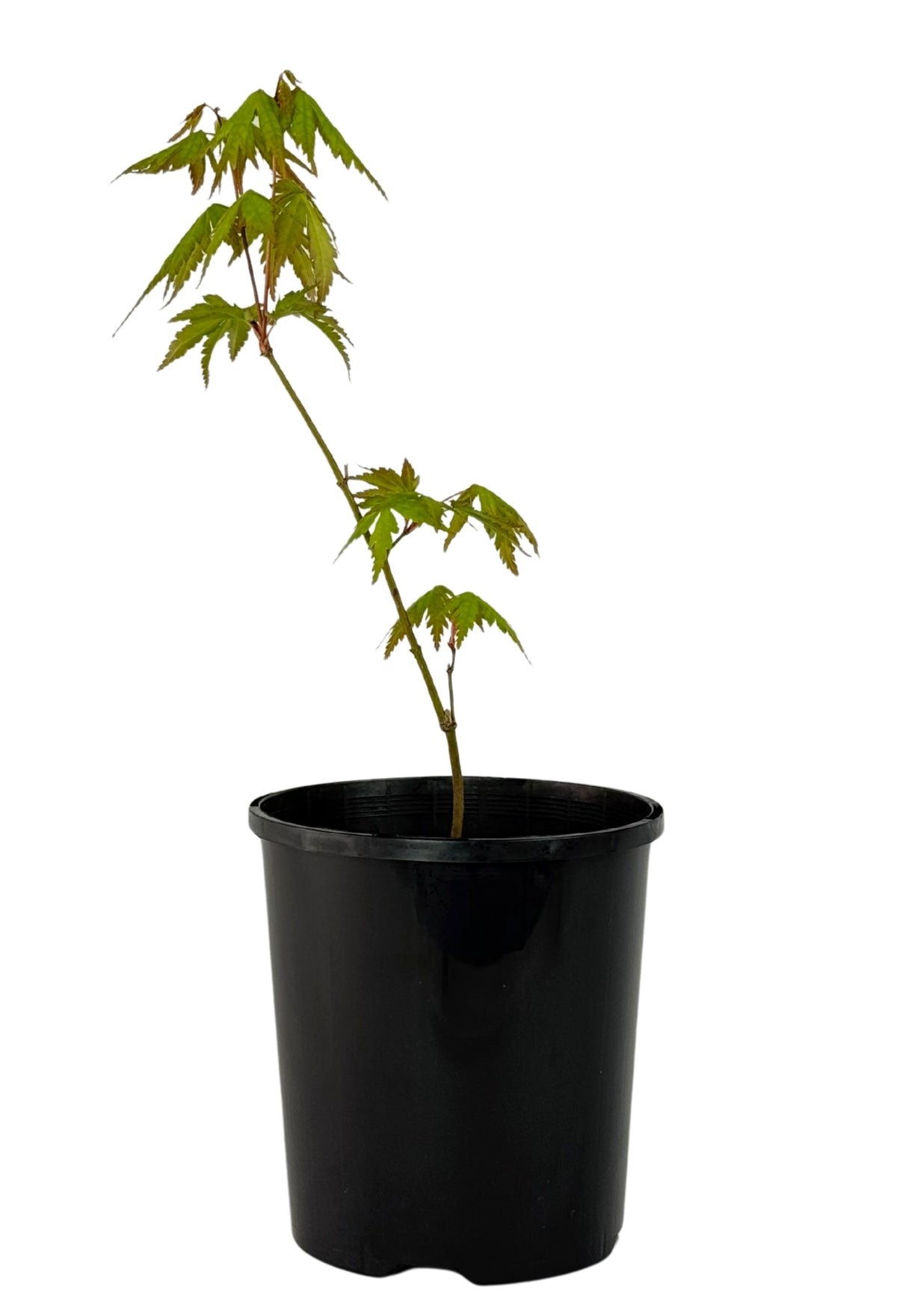 Japanese Maple – Bonsai Starter – 120mm