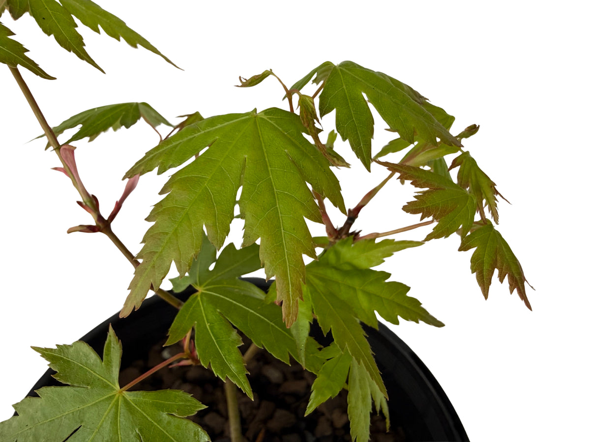 Japanese Maple – Bonsai Starter – 120mm