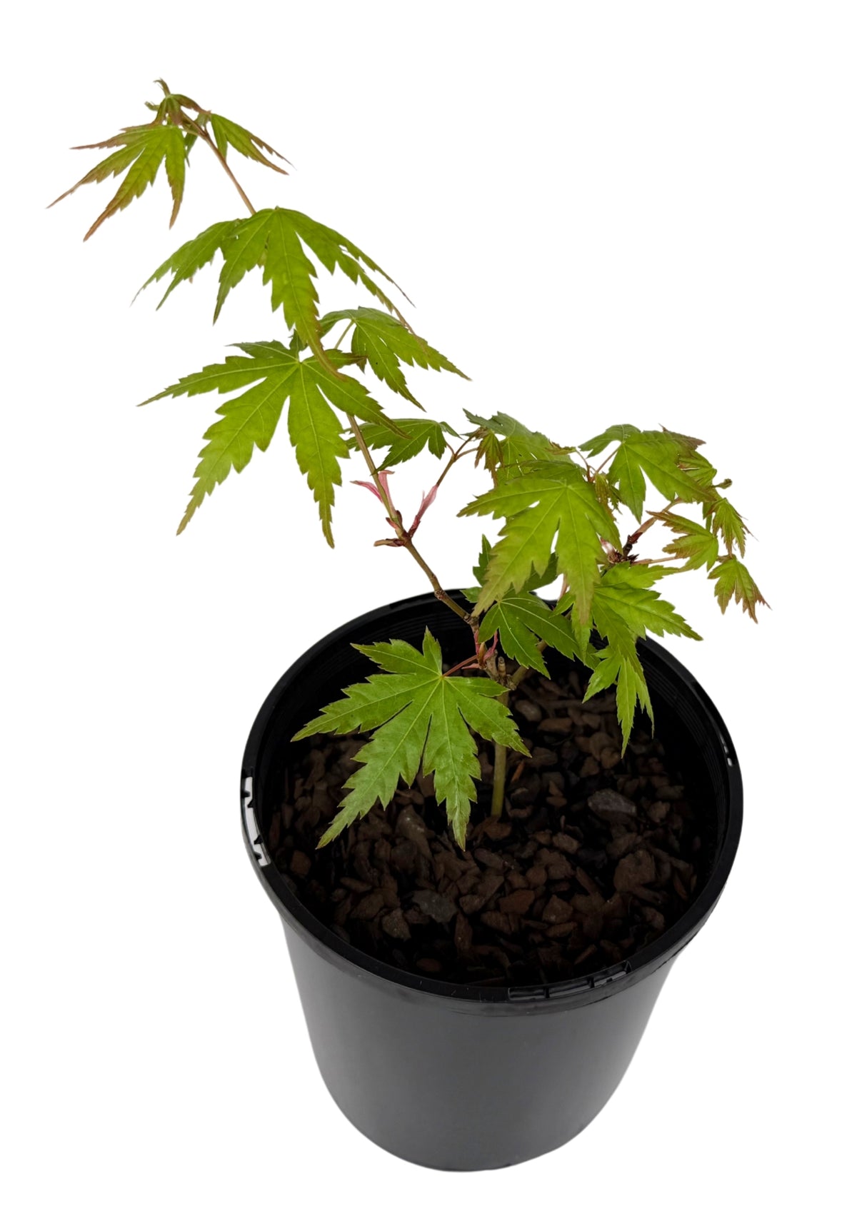 Japanese Maple – Bonsai Starter – 120mm