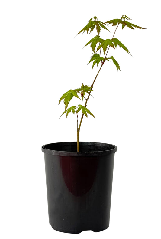 Japanese Maple – Bonsai Starter – 120mm
