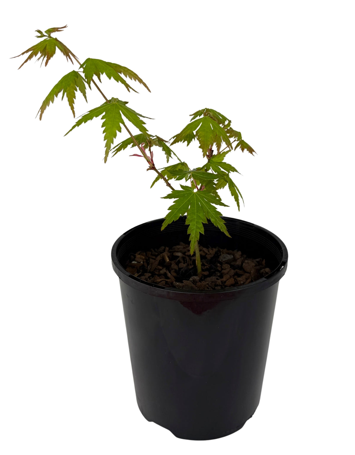 Japanese Maple – Bonsai Starter – 120mm