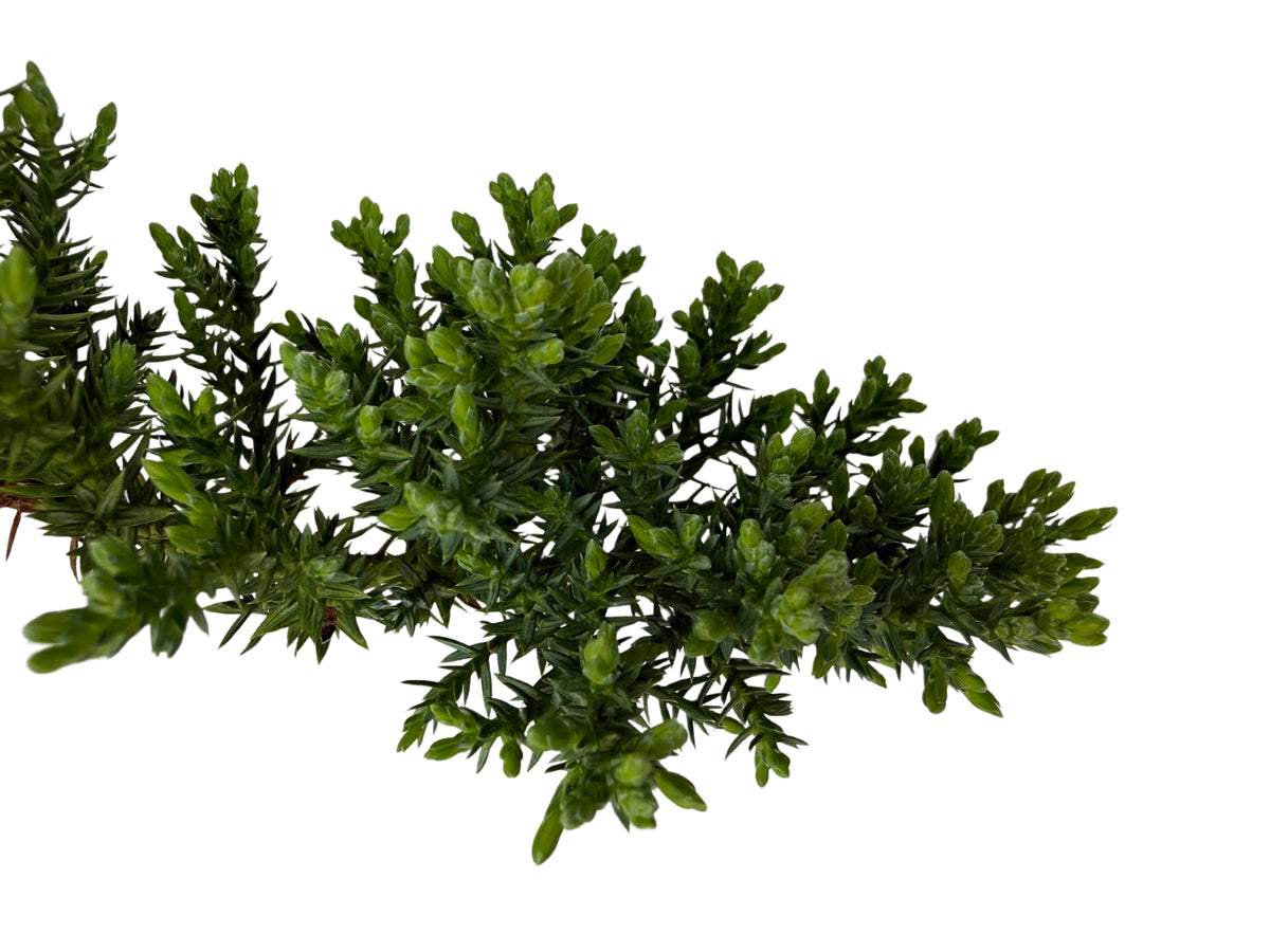 Juniper squamata – Bonsai Starter – 100mm