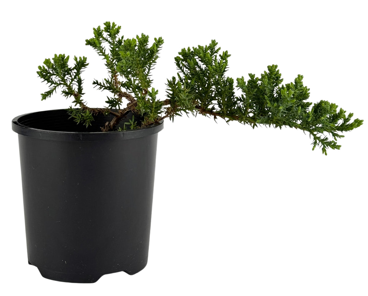 Juniper squamata – Bonsai Starter – 100mm