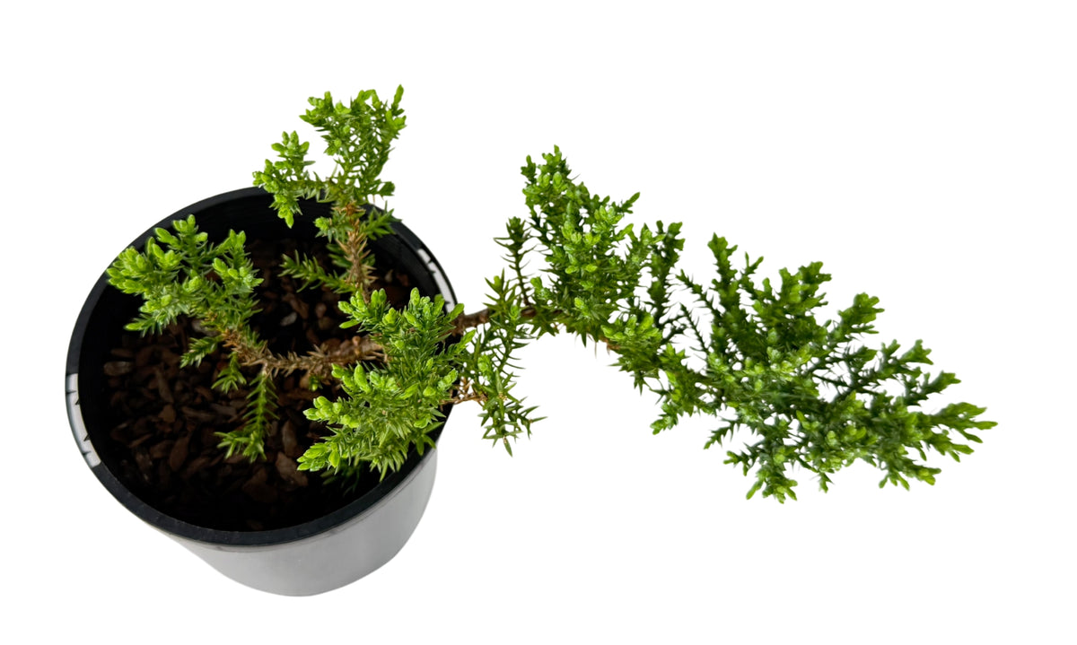 Juniper squamata – Bonsai Starter – 100mm