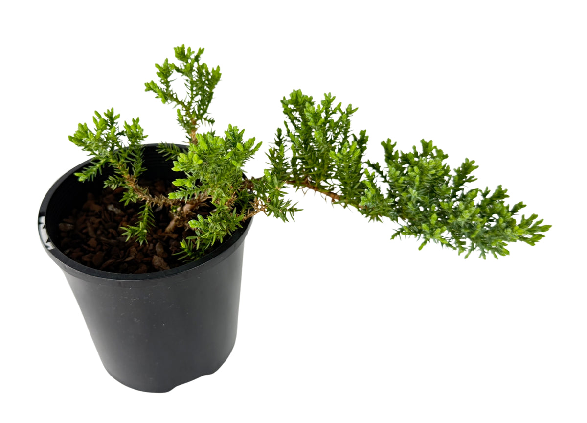 Juniper squamata – Bonsai Starter – 100mm