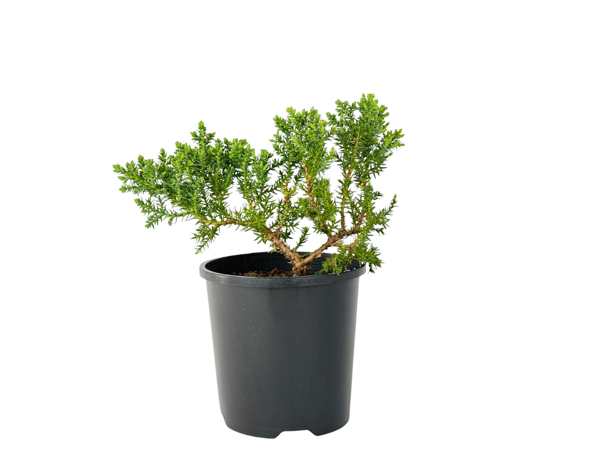 Juniper squamata – Bonsai Starter – 100mm