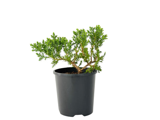 Juniper squamata – Bonsai Starter – 100mm