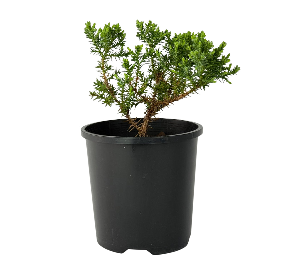 Juniper squamata – Bonsai Starter – 100mm
