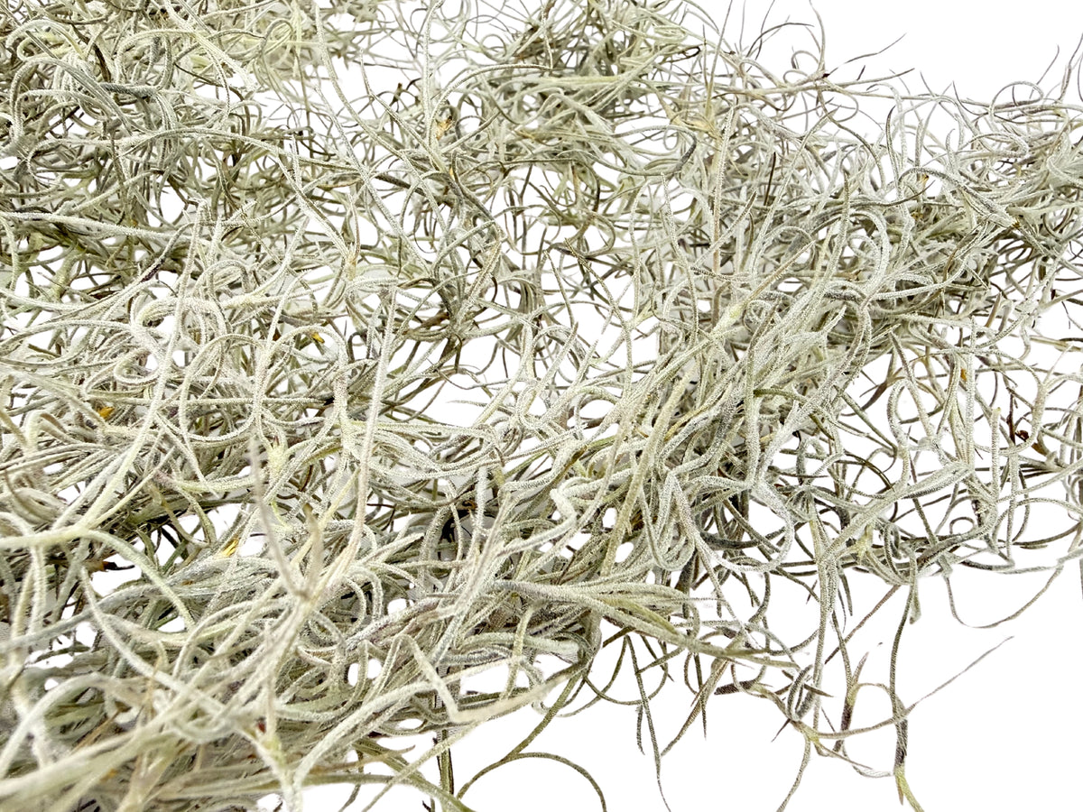 Old Man's Beard – Tillandsia usneoides - 50g Pack
