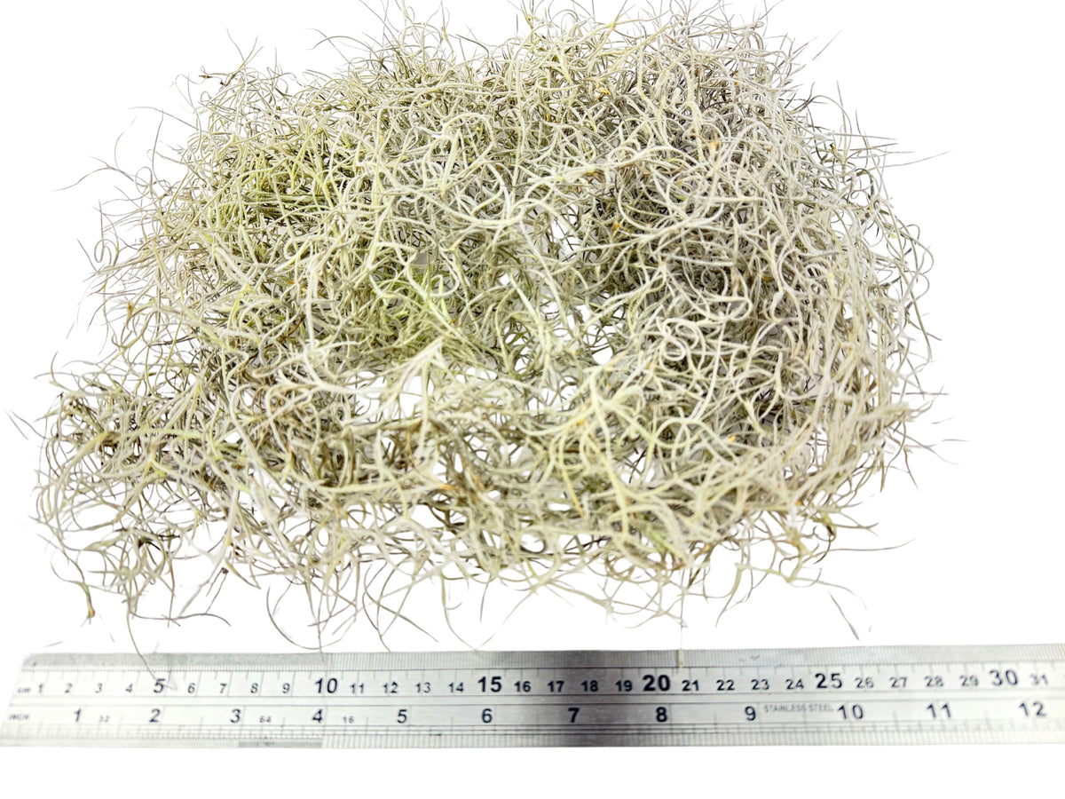 Old Man's Beard – Tillandsia usneoides - 50g Pack
